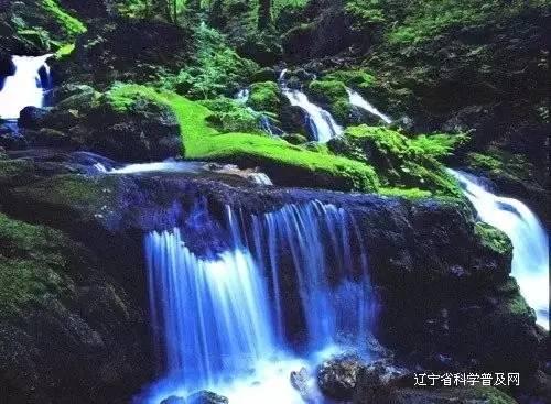 营救小猫头鹰